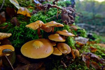 Fototapeta premium Gemeines Stockschwämmchen // Sheathed woodtuft (Kuehneromyces mutabilis)