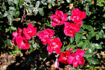 Vibrant knockout red roses