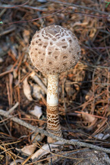 Parasol mushroom (Macrolepiota procera) in Natural Habitat