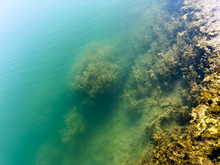 Clear water with visible underwater vegetation in Issyk-Kul lake. The purity and natural beauty of Kyrgyzstan's nature