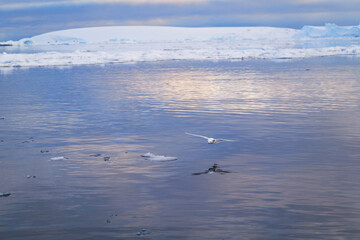 Snow petrel. Antarctica. Landscape and seascape