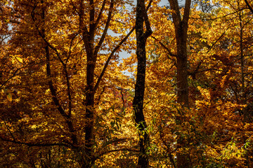 Autumn Leaves  In New Jersey