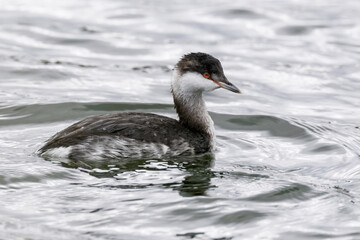 horned grebe