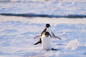 Adelie penguins walking. Antarctica. South Pole © Oleksandr Matsibura