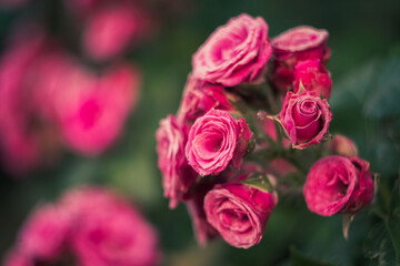 Small red rose flowers in the garden