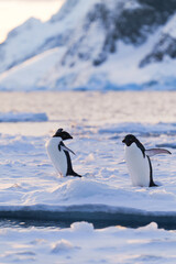 Adelie penguins walking. Antarctica. South Pole
