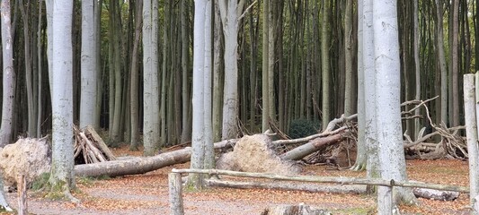 Ostseewald