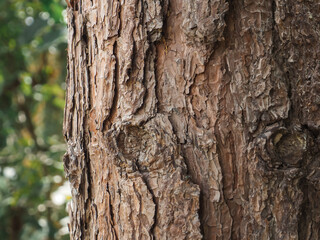Close-up of pine tree texture in the forest for a natural background.      