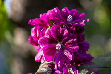 Gros plan de fleurs de rose trémière Malva sylvestris au soleil - Tige érigée et rameuse de...