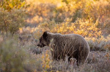 Grizzly Bear in Autumn in Denali National Park Alaska