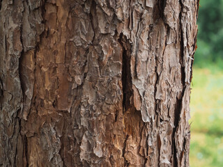Close-up of pine tree texture in the forest for a natural background.      