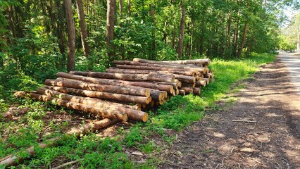 Fototapeta premium On a grassy forest edge by the side of an asphalt road, a pile of pine logs intended for industrial processing has formed after sanitary logging. There are bushes and trees nearby Sunny summer weather