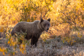 Grizzly Bear in Autumn in Denali National Park Alaska