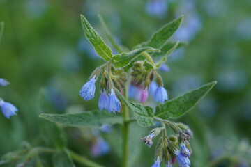 Symphytum officinale has blue or purple flowers and leaves throughout the year. It has anti-irritant, anti-allergic, anti-inflammatory, and is an ingredient in cosmetics.