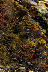Fototapeta premium Close-up view on mussels and mosses on rocks