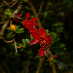 Fototapeta premium Close up view on branch with red leaves