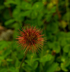 Close up view on red flower with thorns