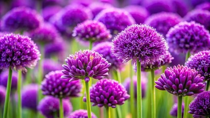 Fototapeta premium A cluster of vibrant purple flowers growing in a dense group on a stem, quick growth, spring blooming flowers, small flower clusters, purple flowers, fast blooming flowers