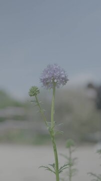 Blue-thimble-flower. bluehead gilia. blue field gilia. globe gilia. No color correction. For color grading. S-Log3. ungraded footage 4k.