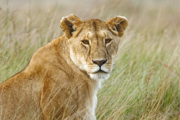Beautiful Portrait of African Female Lioness at Masai Mara National Park, This can be a perfect picture for a wallpaper in living room. 