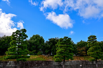 Obraz premium The Japanese gardern view of nijo jo castle, Kyoto, Japan. World Heritage Site, Japanese old traditional architecture in Kyoto, Japan. Background landscape of the beauty of Nijo Castle at sunny day.