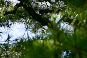 Close-up of trees with green leaves in the Japanese gardern in nijo jo castle, Kyoto, Japan. World...