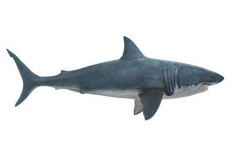 Obraz premium Great White Shark Isolated