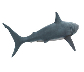 Obraz premium Great White Shark Isolated