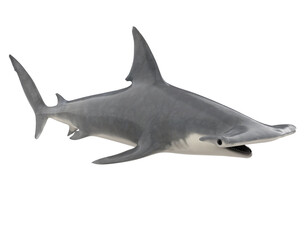 Hammerhead Shark Isolated
