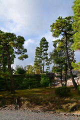 Fototapeta premium The Japanese gardern view of nijo jo castle, Kyoto, Japan. World Heritage Site, Japanese old traditional architecture in Kyoto, Japan. Background landscape of the beauty of Nijo Castle at sunny day.