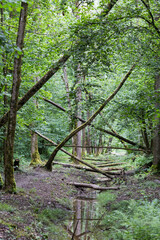 Forêt 