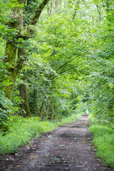 Forêt 