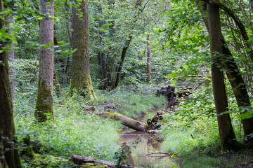 Forêt 