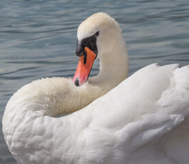 Cygne en gros plan