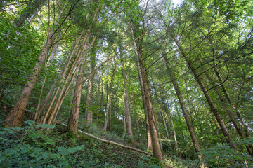 Forêt 