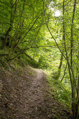 Forêt 