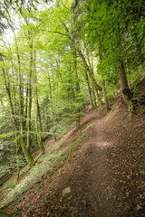 Forêt 