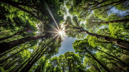 Naklejka premium Panoramic View of Lush Tree Tops in a Vibrant Forest Landscape Under Clear Sky