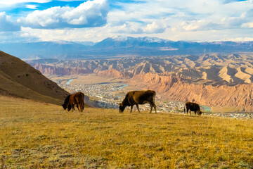 Cows grazing on a grassy mountain slope with a stunning backdrop of rugged desert mountains and a clear blue sky. Perfect for nature, agriculture, travel, and landscape themes, capturing rural life
