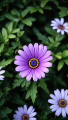Obraz premium A close-up of a vibrant purple daisy-like flower with a yellow center, surrounded by green foliage