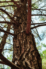 Obraz premium pine tree body view in perspective to top from bottom, dry branches, coniferous forest