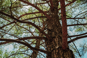pine tree body view in perspective to top from bottom, dry branches, coniferous forest © Ela