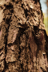 pine tree body view in perspective to top from bottom, dry branches, coniferous forest