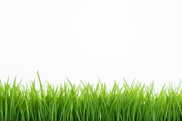 Obraz premium Grass green backgrounds plant.