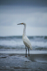 Garça Branca na Praia
White Heron on the Beach