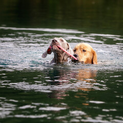 two dogs playing with toy in water