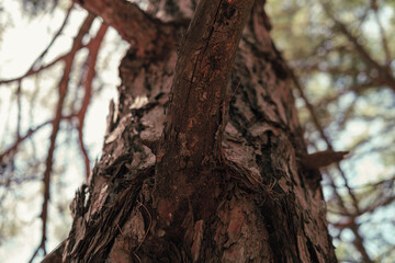 Obraz premium pine tree body view in perspective to top from bottom, dry branches, coniferous forest