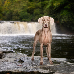 Weimaraner perched on rock in front of short waterfall