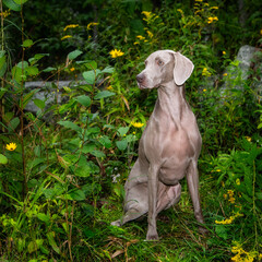 Weimaraner sitting in greenery