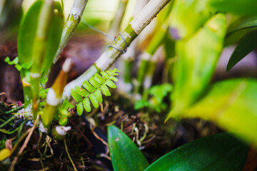 Closeup nature view of green leaf on ground using as background and fresh ecology wallpaper concept